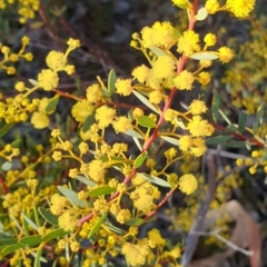 Acacia buxifolia subsp. buxifolia (Box-leaf Wattle) at Holt, ACT - 8 Aug 2021 by drakes