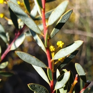 Acacia buxifolia subsp. buxifolia at Holt, ACT - 9 Aug 2021 09:47 AM