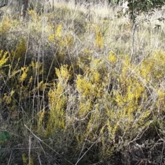 Acacia buxifolia subsp. buxifolia at Holt, ACT - 9 Aug 2021 09:47 AM