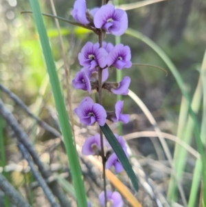 Hovea heterophylla at Denman Prospect, ACT - 14 Aug 2021 01:03 PM