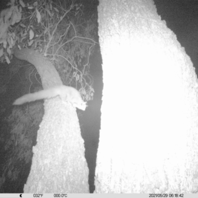 Petaurus norfolcensis (Squirrel Glider) at Thurgoona, NSW - 29 May 2021 by ChrisAllen
