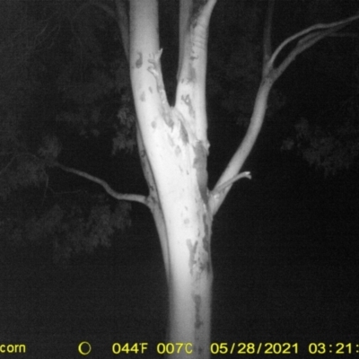 Petaurus norfolcensis (Squirrel Glider) at Table Top, NSW - 27 May 2021 by ChrisAllen