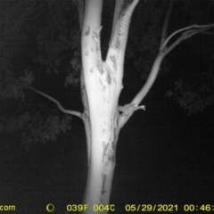 Petaurus norfolcensis (Squirrel Glider) at Table Top, NSW - 28 May 2021 by ChrisAllen