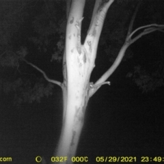 Petaurus norfolcensis (Squirrel Glider) at Table Top, NSW - 29 May 2021 by ChrisAllen