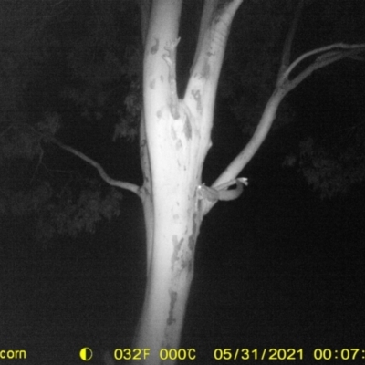 Petaurus norfolcensis (Squirrel Glider) at Table Top, NSW - 30 May 2021 by ChrisAllen