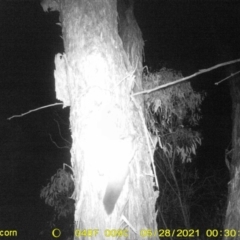 Petaurus norfolcensis (Squirrel Glider) at Thurgoona, NSW - 28 May 2021 by ChrisAllen