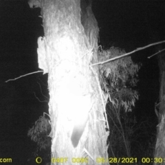 Petaurus norfolcensis (Squirrel Glider) at Thurgoona, NSW - 27 May 2021 by ChrisAllen