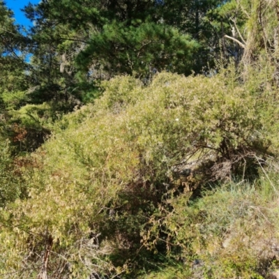 Clematis leptophylla (Small-leaf Clematis, Old Man's Beard) at Isaacs, ACT - 14 Aug 2021 by Mike