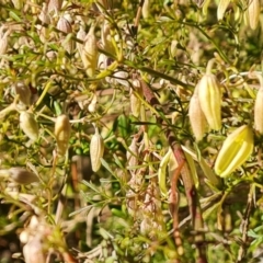 Clematis leptophylla at Isaacs, ACT - 14 Aug 2021 03:27 PM