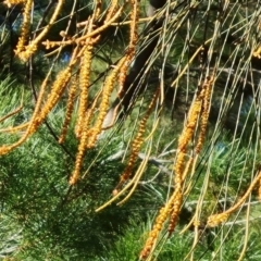 Allocasuarina verticillata (Drooping Sheoak) at Isaacs, ACT - 14 Aug 2021 by Mike