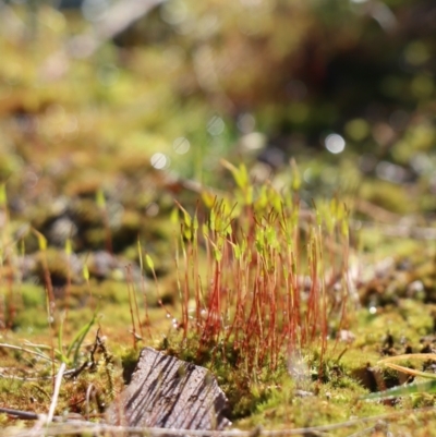 Unidentified Moss / Liverwort / Hornwort at Gundaroo, NSW - 14 Aug 2021 by Gunyijan