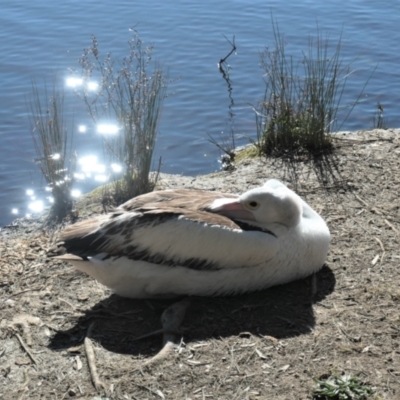 Pelecanus conspicillatus (Australian Pelican) at Yerrabi Pond - 14 Aug 2021 by TrishGungahlin