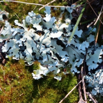 Unidentified Lichen at Gundaroo, NSW - 14 Aug 2021 by Gunyijan