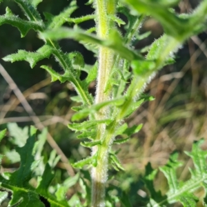 Senecio bathurstianus at Isaacs, ACT - 14 Aug 2021 02:51 PM