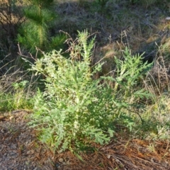 Senecio bathurstianus at Isaacs, ACT - 14 Aug 2021