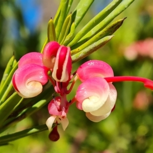 Grevillea rosmarinifolia subsp. rosmarinifolia at Isaacs, ACT - 14 Aug 2021