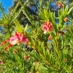 Grevillea rosmarinifolia subsp. rosmarinifolia at Isaacs, ACT - 14 Aug 2021