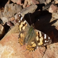 Vanessa kershawi (Australian Painted Lady) at Mount Jerrabomberra - 14 Aug 2021 by Paul4K