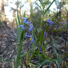 Stypandra glauca (Nodding Blue Lily) at Jerrabomberra, NSW - 14 Aug 2021 by Paul4K