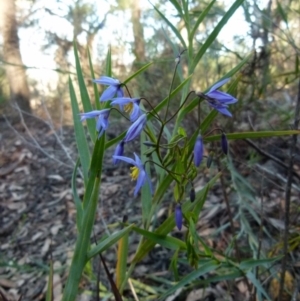 Stypandra glauca at Jerrabomberra, NSW - 14 Aug 2021 03:50 PM