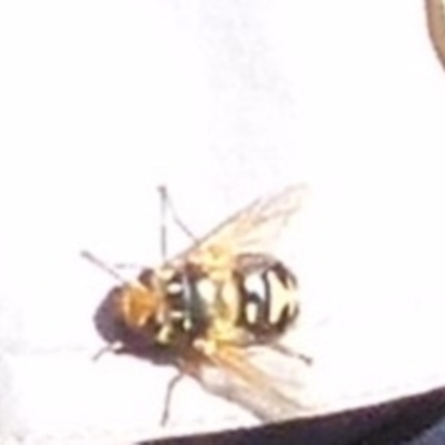 Microtropesa sp. (genus) (Tachinid fly) at Mount Jerrabomberra QP - 14 Aug 2021 by Paul4K