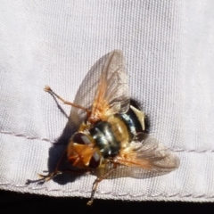 Microtropesa sp. (genus) at Jerrabomberra, NSW - 14 Aug 2021