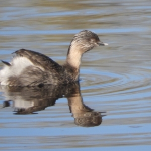 Poliocephalus poliocephalus at Murrumbateman, NSW - 14 Aug 2021