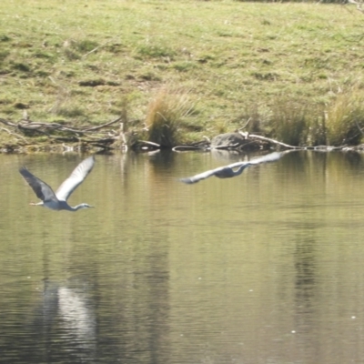 Egretta novaehollandiae (White-faced Heron) at Murrumbateman, NSW - 14 Aug 2021 by SimoneC