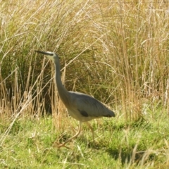 Egretta novaehollandiae at Murrumbateman, NSW - 14 Aug 2021