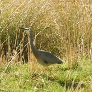 Egretta novaehollandiae at Murrumbateman, NSW - 14 Aug 2021