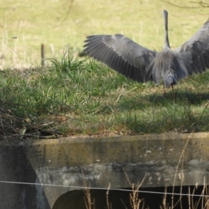 Egretta novaehollandiae at Murrumbateman, NSW - 14 Aug 2021