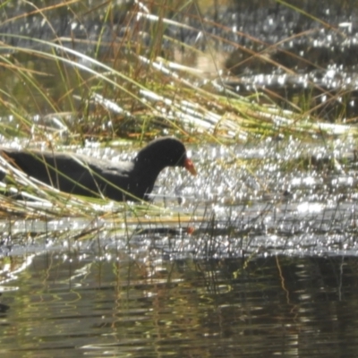 Gallinula tenebrosa (Dusky Moorhen) at Murrumbateman, NSW - 14 Aug 2021 by SimoneC