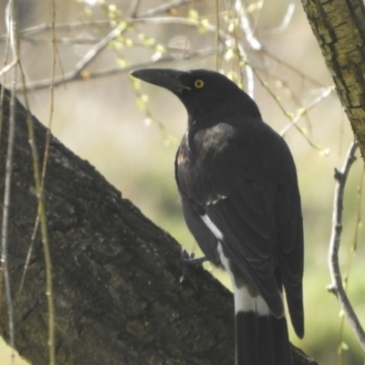 Strepera graculina (Pied Currawong) at Murrumbateman, NSW - 14 Aug 2021 by SimoneC