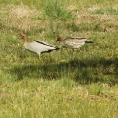 Chenonetta jubata (Australian Wood Duck) at Murrumbateman, NSW - 14 Aug 2021 by SimoneC