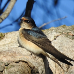 Petrochelidon nigricans (Tree Martin) at Stromlo, ACT - 13 Aug 2021 by HelenCross