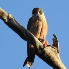 Falco longipennis (Australian Hobby) at Tuggeranong DC, ACT - 14 Aug 2021 by HelenCross