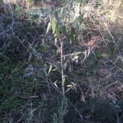 Solanum brownii (Violet Nightshade) at Acton, ACT - 14 Aug 2021 by NedJohnston