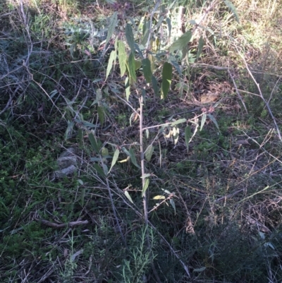 Solanum brownii (Violet Nightshade) at Acton, ACT - 14 Aug 2021 by Ned_Johnston