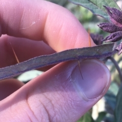 Solanum brownii at Acton, ACT - 14 Aug 2021