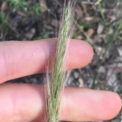 Dichelachne micrantha (Short-Haired Plume Grass) at Acton, ACT - 14 Aug 2021 by Ned_Johnston