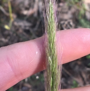 Dichelachne micrantha at Acton, ACT - 14 Aug 2021