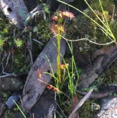 Drosera sp. (A Sundew) at Acton, ACT - 14 Aug 2021 by Ned_Johnston