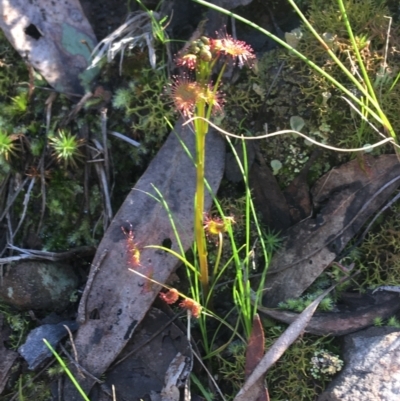 Drosera (genus) (A Sundew) at Acton, ACT - 14 Aug 2021 by NedJohnston