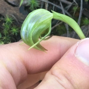 Pterostylis nutans at Acton, ACT - suppressed