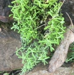 Chrysocephalum semipapposum (Clustered Everlasting) at ANBG South Annex - 14 Aug 2021 by Ned_Johnston