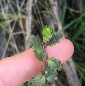 Crataegus monogyna at Acton, ACT - 14 Aug 2021