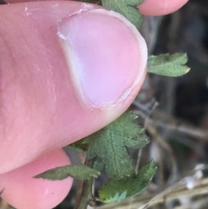 Crataegus monogyna at Acton, ACT - 14 Aug 2021