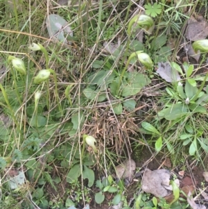 Pterostylis nutans at Acton, ACT - suppressed