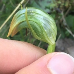 Pterostylis nutans at Acton, ACT - suppressed