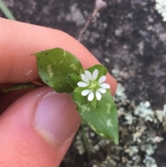 Stellaria media (Common Chickweed) at ANBG South Annex - 14 Aug 2021 by Ned_Johnston